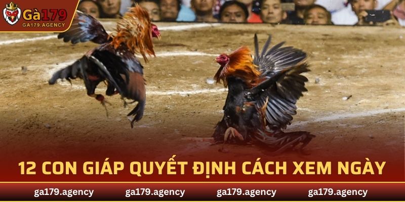 12 con giáp quyết định cách xem ngày đá gà