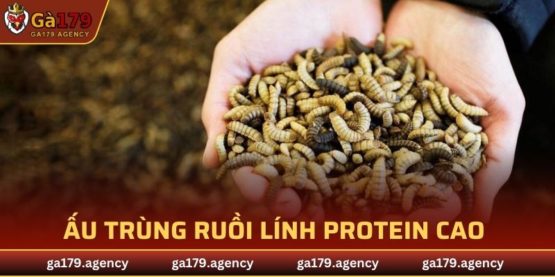 Ấu trùng ruồi lính có hàm lượng protein cao