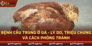 Bệnh Cầu Trùng Ở Gà