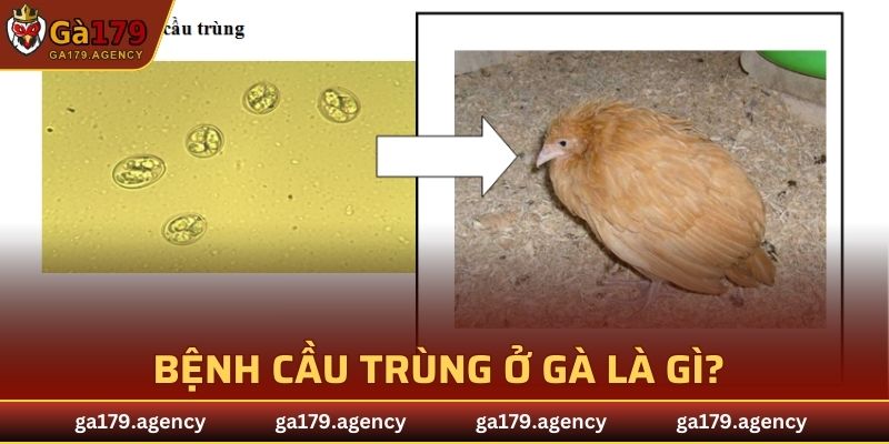 Bệnh cầu trùng ở gà là gì?