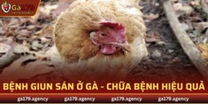 Bệnh Giun Sán Ở Gà