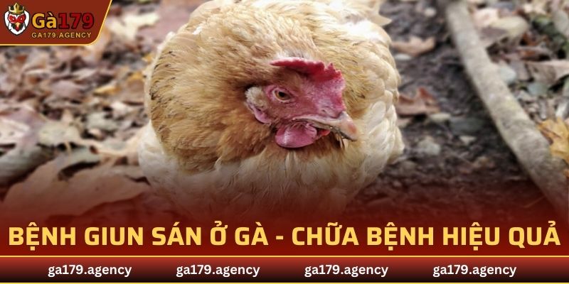Bệnh Giun Sán Ở Gà