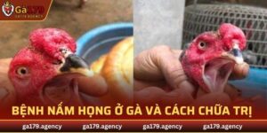 Bệnh Nấm Họng Ở Gà