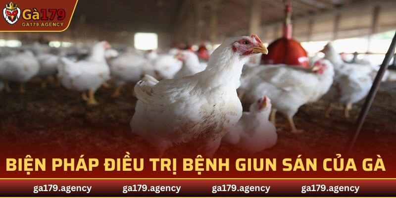 Biện pháp điều trị bệnh giun sán của gà hiệu quả nhất