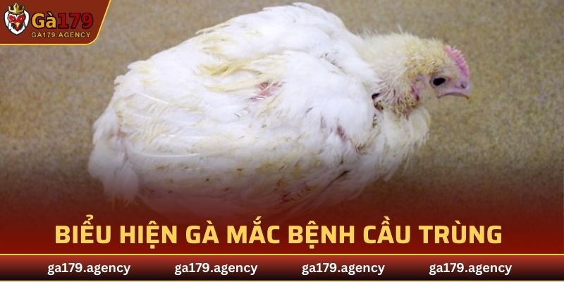 Biểu hiện gà mắc bệnh cầu trùng