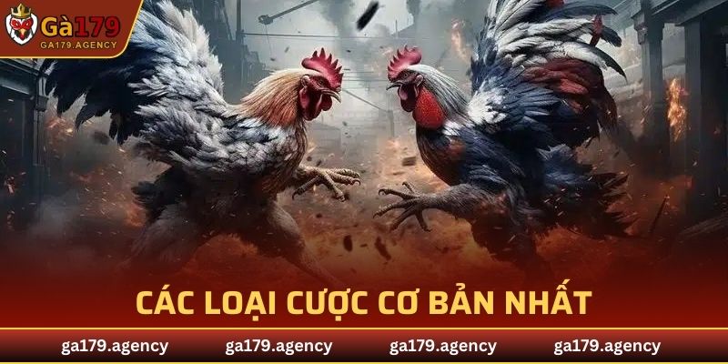 Các loại cược cơ bản nhất