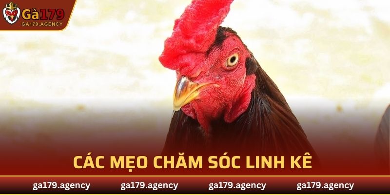 Các mẹo chăm sóc linh kê