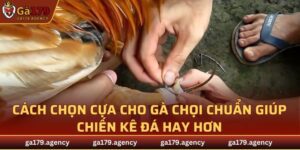 Cách Chọn Cựa Cho Gà Chọi