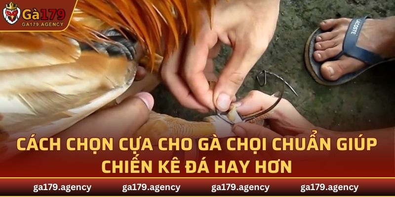 Cách Chọn Cựa Cho Gà Chọi