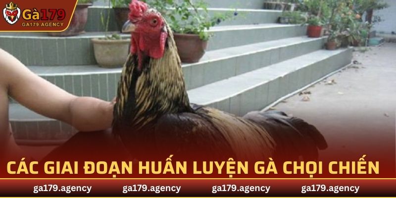 cach-huan-luyen-ga-da-tuy-vao-tung-giai-doan-hieu-qua