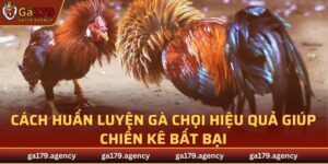 Cách Huấn Luyện Gà Chọi
