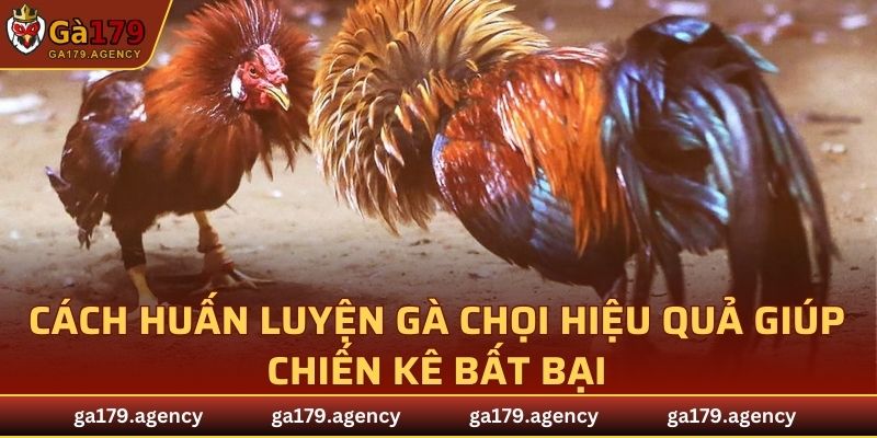 Cách Huấn Luyện Gà Chọi