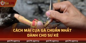 Cách Mài Cựa Gà