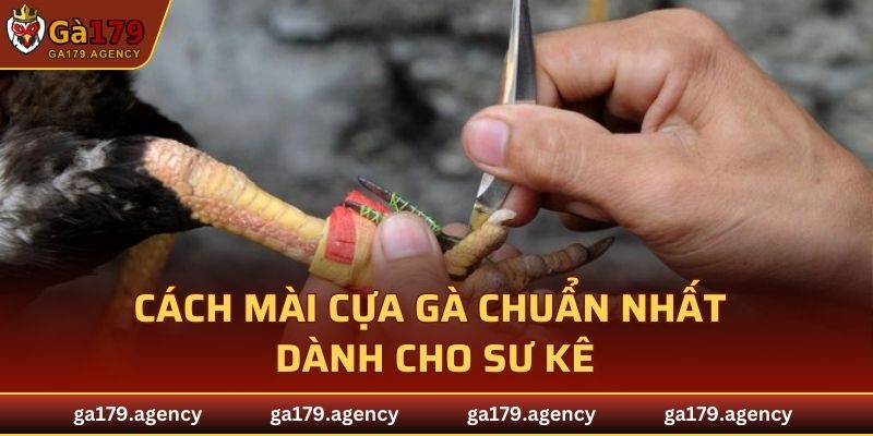 Cách Mài Cựa Gà