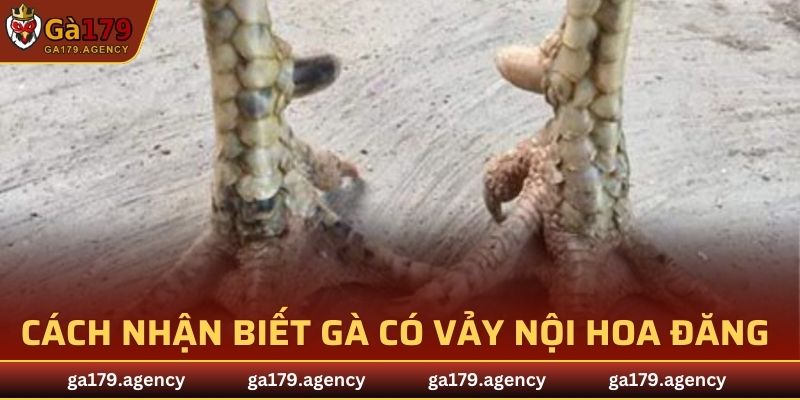 Cách nhận biết gà có vảy Nội Hoa Đăng tốt