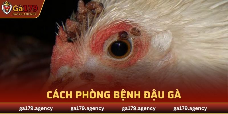 Cách phòng bệnh đậu gà dành cho sư kê