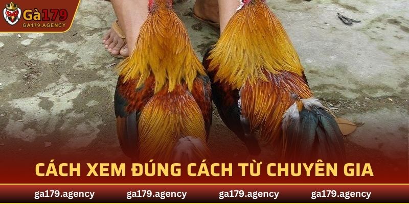 Cách xem đúng cách từ chuyên gia