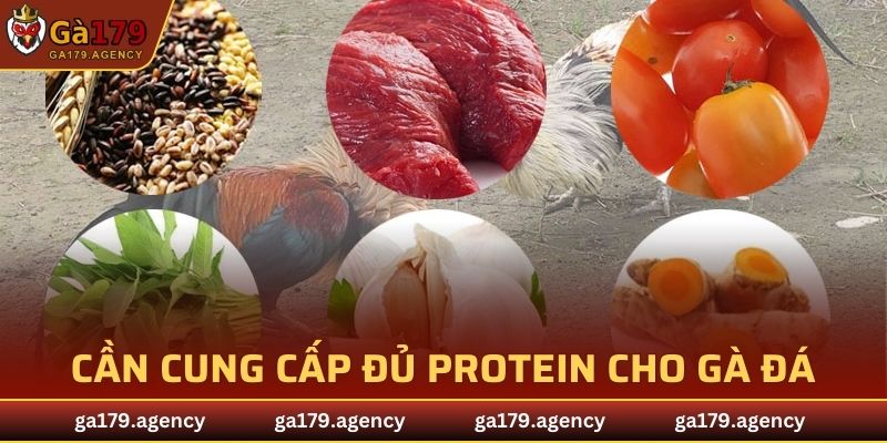 Cần cung cấp đủ protein trong chế độ dinh dưỡng cho gà đá