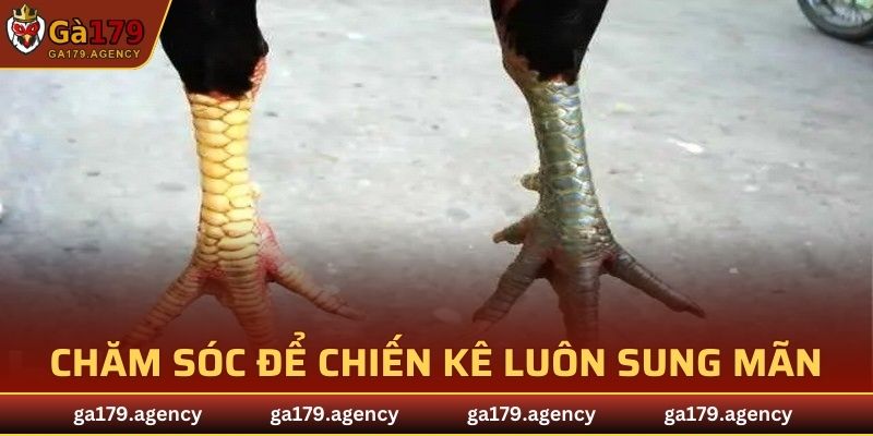 Chăm sóc để đảm bảo chiến kê luôn sung mãn
