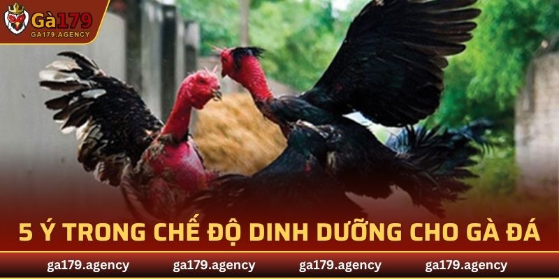 Chế Độ Dinh Dưỡng Cho Gà Đá