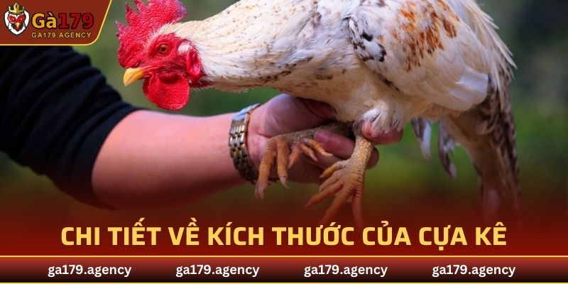Chi tiết về kích thước của cựa kê