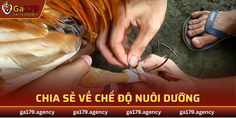 Chia sẻ về chế độ nuôi dưỡng, chăm sóc phù hợp