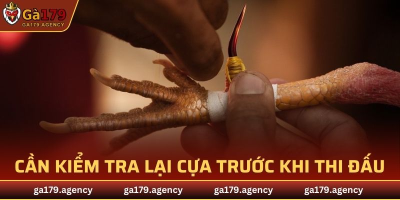 Chiến kê cần được kiểm tra lại cựa trước khi thi đấu