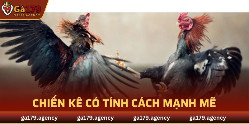 Chiến kê có tính cách mạnh mẽ với phong cách đá cực tốt