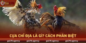 Cựa Chỉ Địa