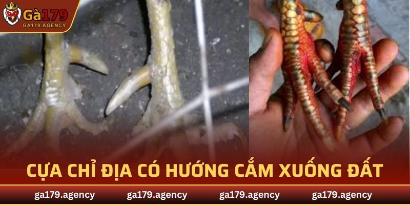 Cựa chỉ địa có hướng cắm xuống đất