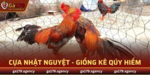 Cựa Nhật Nguyệt