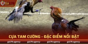 Cựa Tam Cường