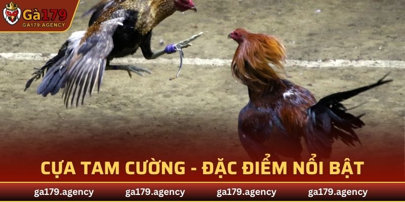 Cựa Tam Cường