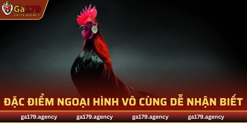 Đặc điểm ngoại hình vô cùng dễ nhận biết