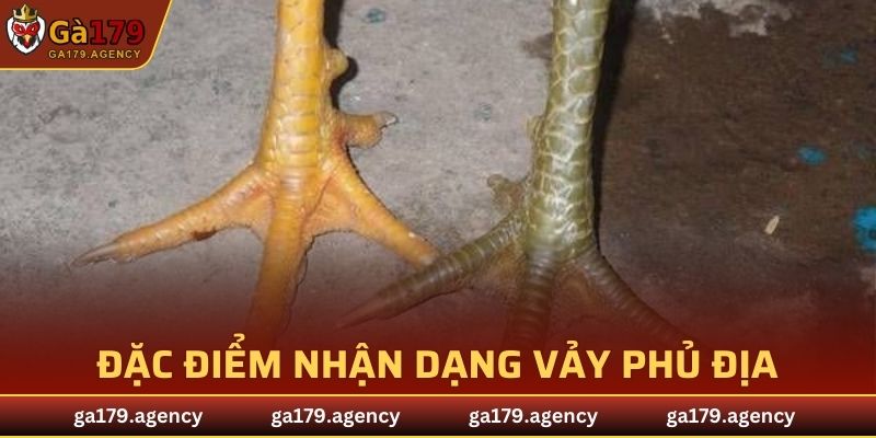 Đặc điểm nhận dạng vảy Phủ Địa