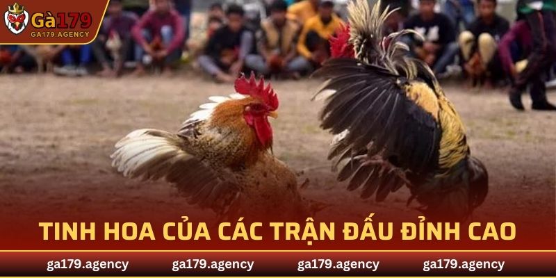 Gà Campuchia
