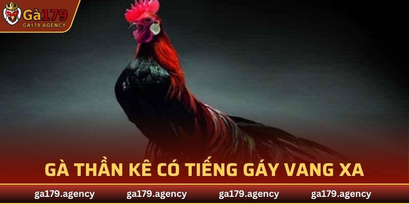 Gà thần kê có tiếng gáy vang xa