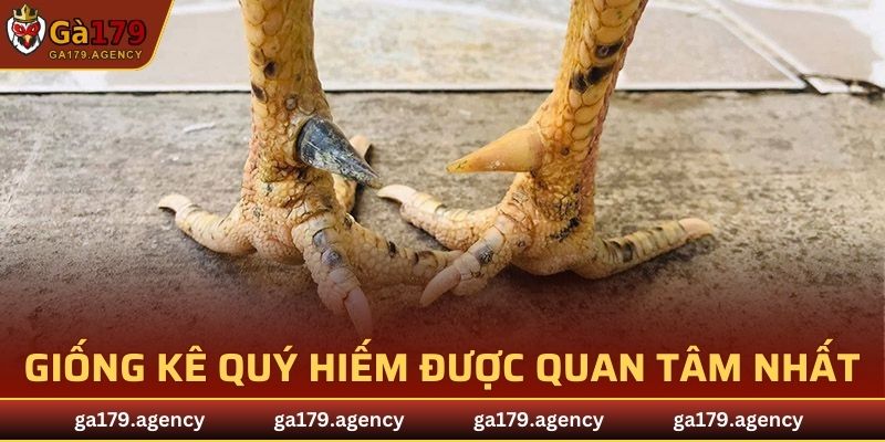 Giống kê quý hiếm được quan tâm nhất