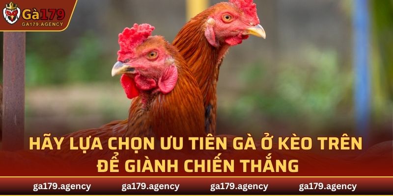 Hãy lựa chọn ưu tiên gà ở kèo trên để giành chiến thắng