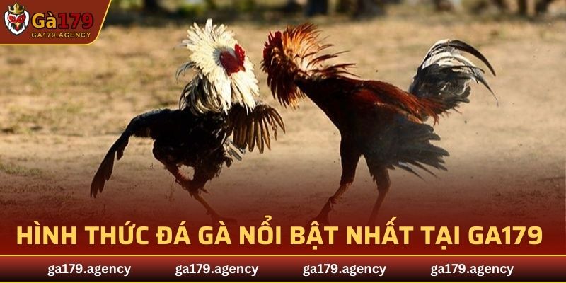 Hình thức cược nổi bật và có nhiều người tham gia nhất tại đá gà GA179