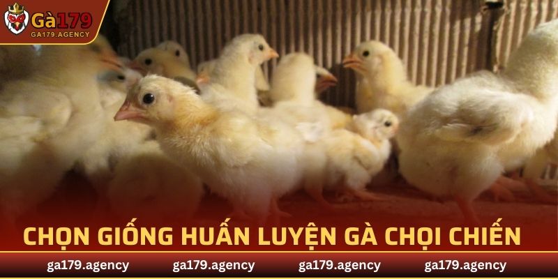 Huấn luyện gà chọi chiến hiệu quả nhờ vào chọn giống kỹ