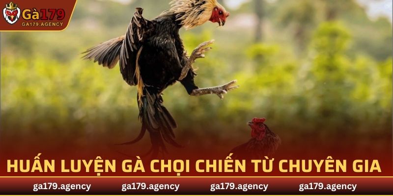 Huấn Luyện Gà Chọi Chiến
