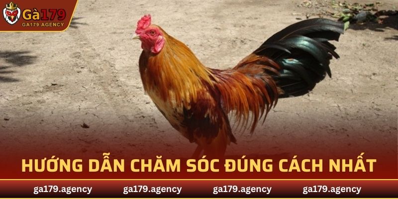 Hướng dẫn chăm sóc đúng cách nhất