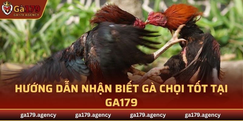 Hướng dẫn nhận biết gà chọi tốt tại GA179