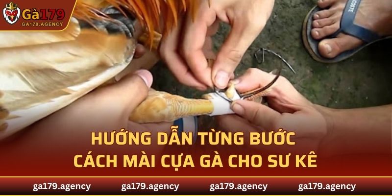 Hướng dẫn từng bước cách mài cựa gà cho sư kê