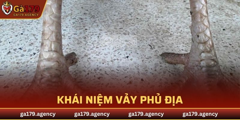 Khái niệm vảy Phủ Địa