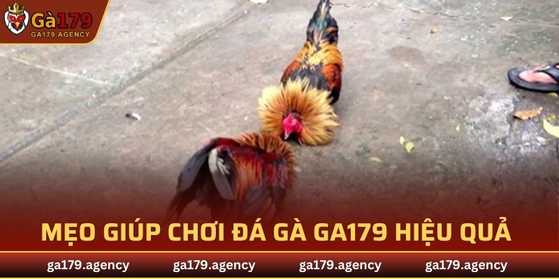 Kinh nghiệm của cao thủ khuyên bạn hãy áp dụng khi chơi tại sảnh đá gà GA179