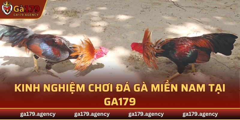 Kinh nghiệm chơi đá gà miền Nam tại GA179