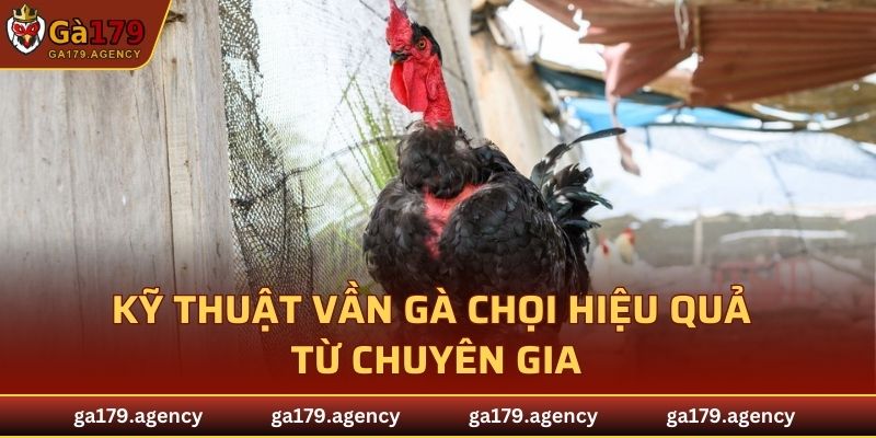 Kỹ thuật vần gà chọi hiệu quả từ chuyên gia