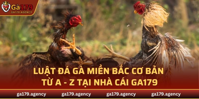 Luật Đá Gà Miền Bắc